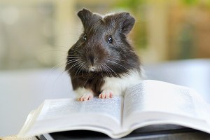 bigstock_guinea_pig_reading_26347682